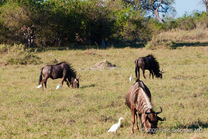 20090616_173238 D300 X1.jpg - Wildebeast in Selinda Spillway, Botswana